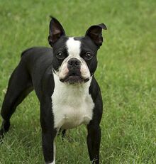 BostonTerrierStateDogMA.jpg