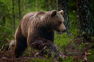  Braunbär, Eurasier