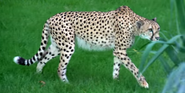 Tanzanian Cheetah as Oscar