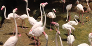 Cincinnati Zoo Flamingos