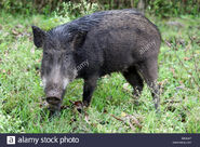 Indian Boar