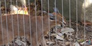 Memphis Zoo Caracal