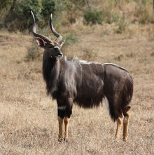Nyala.jpg