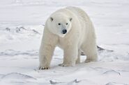 Polar Bear in Alaska