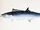 Japanese Spanish Mackerel