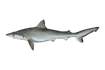 Atlantic Sharpnose Shark as Giraffa jumae