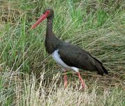 A Black Stork