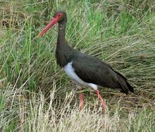 A Black Stork.jpg