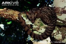 African-palm-civet.jpg