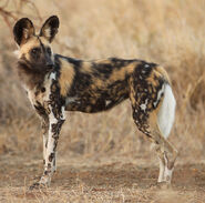 African Wild Dog as Charles