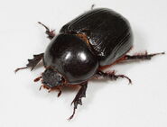 Female Rhinoceros Beetle