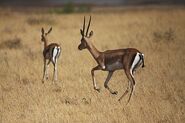 Grant's gazelle buck and fawn