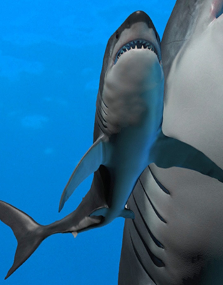 Baby Megalodon | The Parody Wiki | Fandom