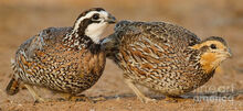 Northern-bobwhite-pair-jerry-fornarotto.jpg