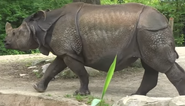 Indian Rhinoceros