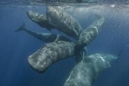 Pod of Sperm Whales