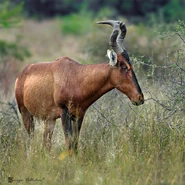 Red hartebeest iii.jpg (219 KB) Hartebeest