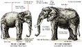 Sumatran Elephant vs African Elephant.gif (23 KB)