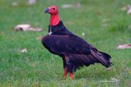 Vulture, Red-Headed