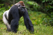 Western Lowland Gorilla as Itself