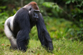 Western-lowland-gorilla-FRONT-PAGE.jpg