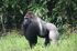 Western-lowland-gorilla-extinction-western-lowland-gorilla1-kajKSd