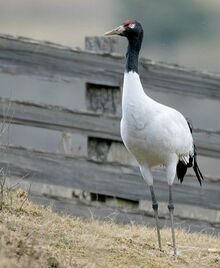 17664blacknecked crane yd.jpg
