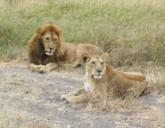 Various lions as mini-sloths