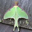 Luna Moth (Green)