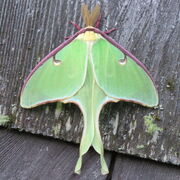 Actias luna-male.jpg