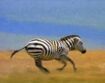 BEBN Burchell's Zebra