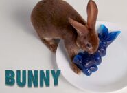 Bunny in gummy vs real challenge live animal edition