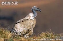 Cape-vulture-.jpg