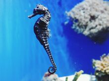 Common seahorse.jpg