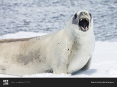 Crabeater seal.jpg