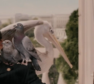 Evan Almighty Pelican