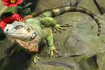 Green-iguana-zootycoon3