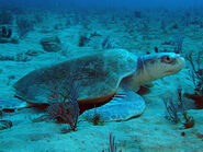 Kemp's Ridley Sea Turtle