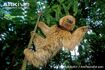 Maned Sloth