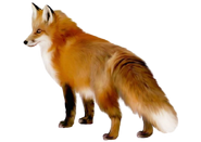 Red Fox