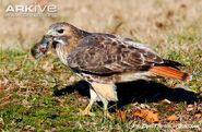 Red-Tailed Hawk as Mojo Jojo