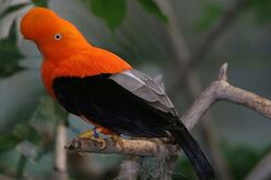 Rupicola peruvianus.jpg