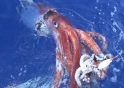 Squid.jpg