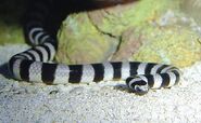 Banded sea krait (Laticauda colubrina)