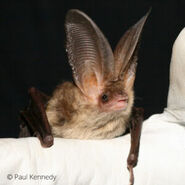Bat, Brown Long-Eared