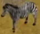 Burchell's Zebra