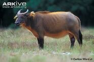 Forest-buffalo