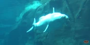 Georgia Aquarium Beluga.png (1.28 MB) Beluga