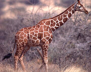 Giraffe, Reticulated