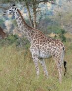 Masai Giraffe as Reticulated Giraffe